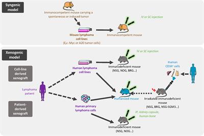 Modeling the crosstalk between malignant B cells and their microenvironment in B-cell lymphomas: challenges and opportunities